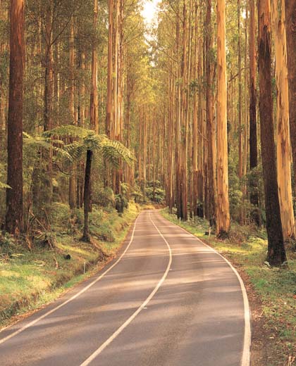  The towering mountain ash forests of the iconic Black Spur 